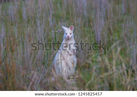 white albino Tasmanian wallaby on Brunty Island