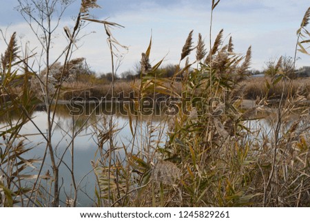 Autumn landscape of the plain river