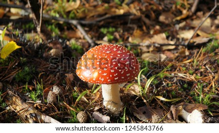 Mushroom, Karelia, Russia Royalty-Free Stock Photo #1245843766