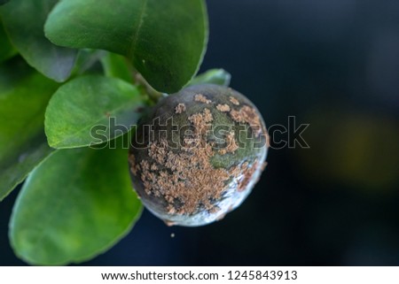 lime, lemon canker disease causes by bacteria,