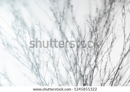 dry grass in the garden covered by snow, bw photo