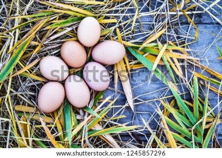 
Fresh eggs in hay nests and bamboo leaves on old wooden floors.