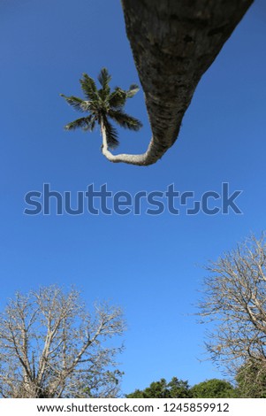 
Coconut palm against the blue sky. African ocean coast.
