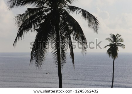 
Contours of a coconut palm on the background of the ocean. African ocean coast.
