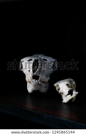 close up dark modern photo of two animal skulls