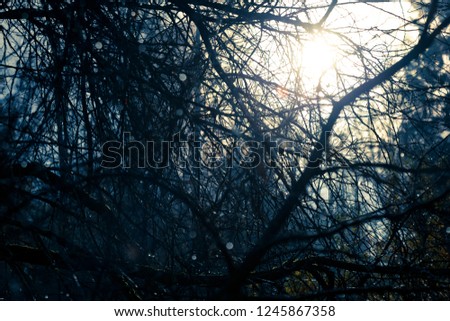 Dark tree branches 