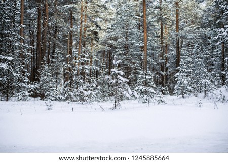 Snow-covered pine forest on a sunny winter day, Estonia