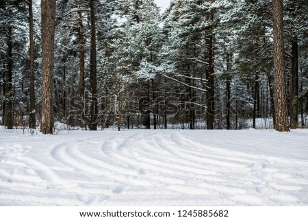 Snow-covered pine forest on a sunny winter day, Estonia