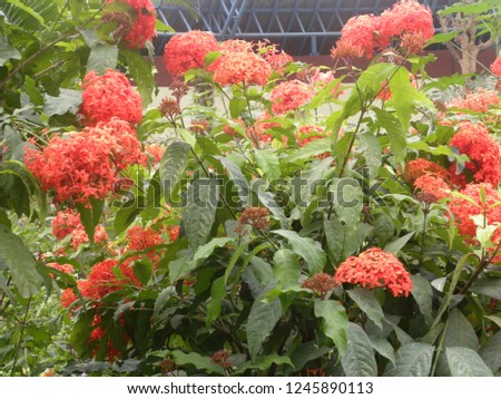Orange color Ixora coccinea or Jungle geranium flowers
