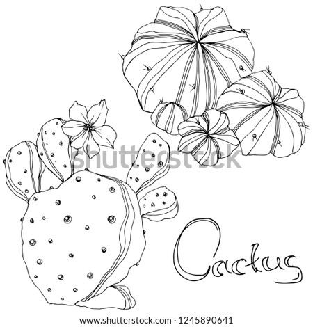 Vector Cactus. Floral botanical flower. Black and white engraved ink art. Isolated cacti illustration element on white background.