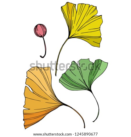 Vector. Engraved yellow, orange and green ginkgo leaf. Plant botanical garden. Isolated ginkgo illustration element on white background.