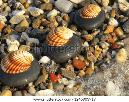 Seashell onto zen stones