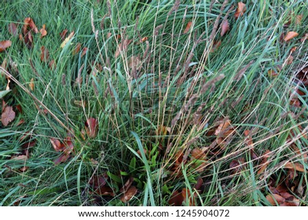 Close up surface of fresh green grass in high resolution