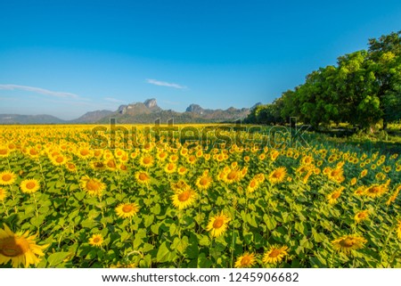 Yellow sunflowers bloom during winter in Thailand.