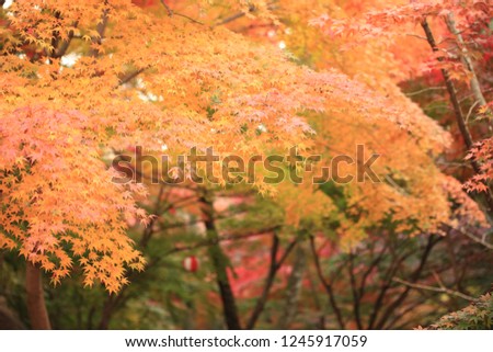 Landscape of autumn leaves in Mie Prefecture of Japan