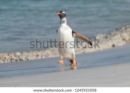 Gentoo penguin (isolated) walking on the sandy shore of the ocean with waves and surf in the background in the Falkland Islands during the summer. 