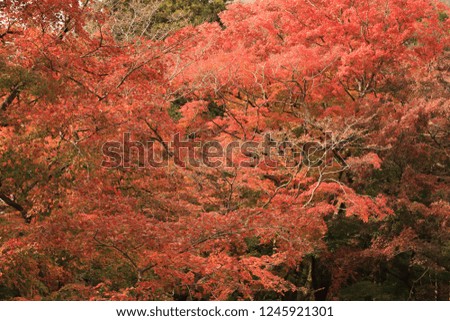 Landscape of autumn leaves in Mie Prefecture of Japan