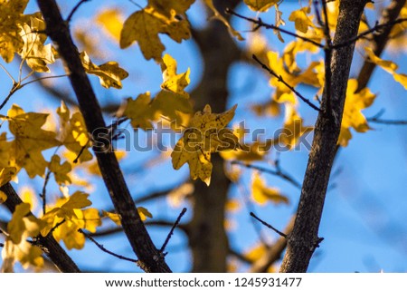 falling leaves in autumn, great time for walking nature