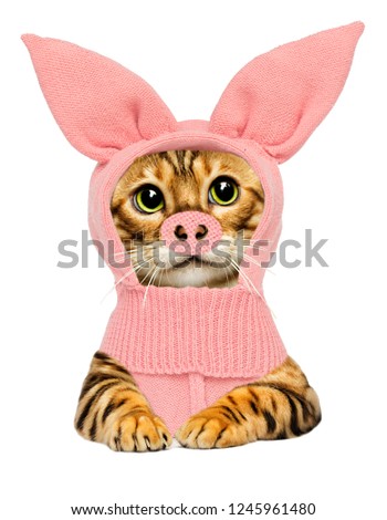 cat in pig costume, the symbol of the new year 2019