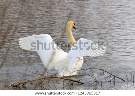 Young white swan on a water surface flaps its wings