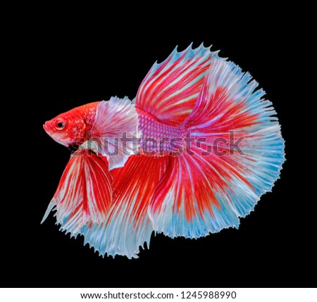 Red and white siamese fighting fish. Betta fish on black background