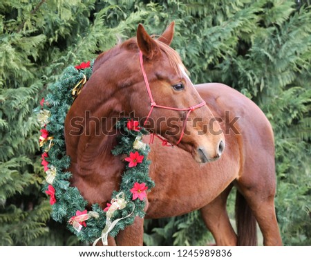Beautiful christmas image of a chestnut saddle horse wearing a wreath with red flowers and golden bows against green natural background

