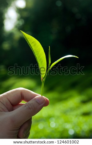  Fresh tea leaves