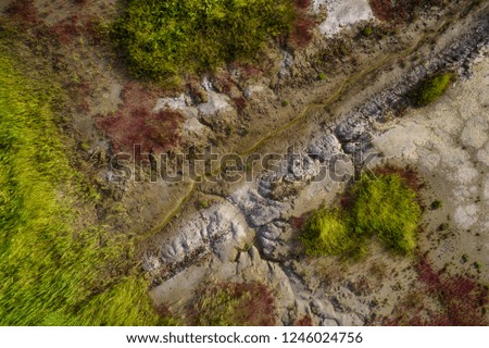 aerial view of colorful plants on wetland, incheon, korea.