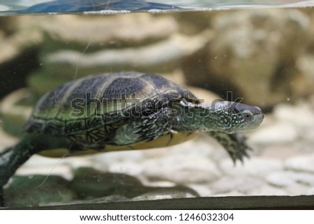 big turtle in the aquarium 