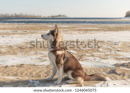 Portrait of husky dog.  Dog admire the winter snowy beach and sea.