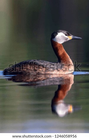 Swimming bird. Nature background. Bird: Red necked grebe. Podiceps grisegena.
