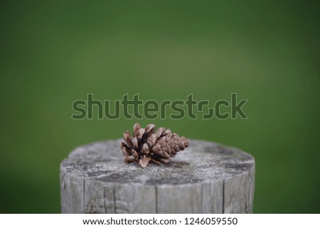 Cone laying alone in wooden stump with green bokeh background.
