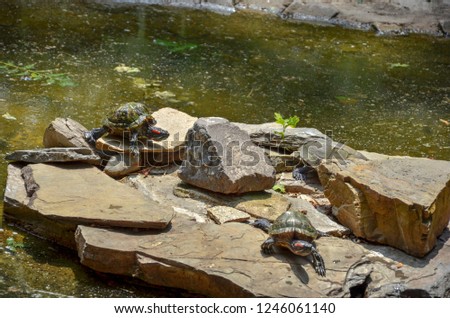 Turtle swimming in the oceaTurtle swin.turtle on the stone
