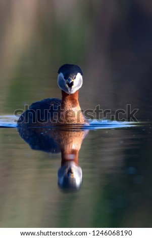 Swimming bird. Nature background. Bird: Red necked grebe. Podiceps grisegena.