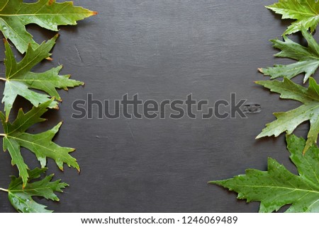 Maple green leaves on a black wooden board. Spring frame of fresh greens. Craft background