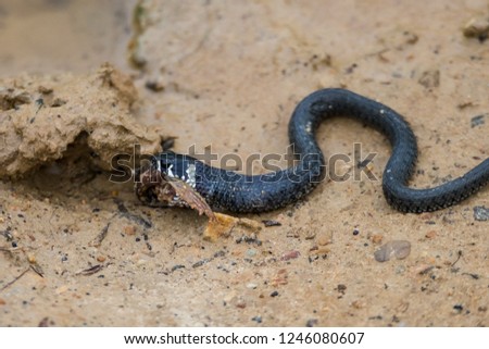 Small grass snake (Natrix natrix) eating an amphibian