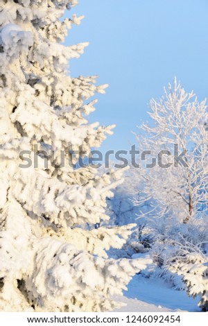 Winter scene with snow and frost covered trees.
