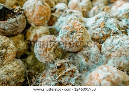 Beautiful golden pastel color rotten apples with green dots. Golden afternoon light shines on crumpled fruits which covered with white soft fungus net. 