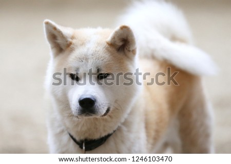 Closeup of a young purebred japanese akita inu dog 