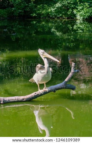 big grey Pelican posing sitting on tree branch in pond.