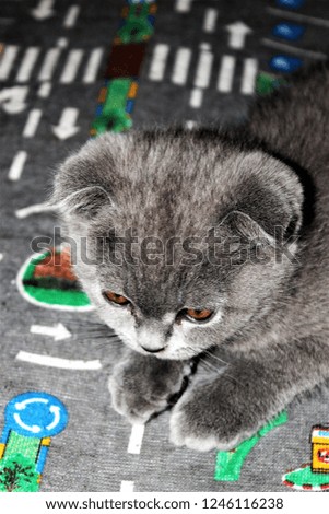 Gorgeous kitten Scottish blue lop-eared cat on the rug with expensive signs.