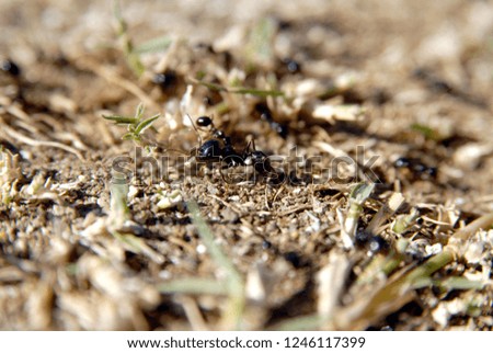 ants arranging nests