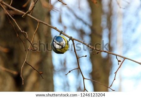 Great tit sitting on a frozen branch among the branches against a blue sky. Nature, animals and wildlife concept.