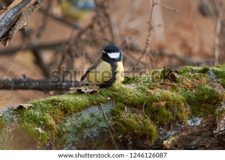 Great tit (Parus major) sits on a mossy log against the background of an autumn forest park.