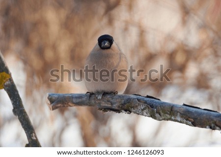 Eurasian bullfinch (pyrrhula pyrrhula, female) sits on a branch on a background of bushes in a forest park.