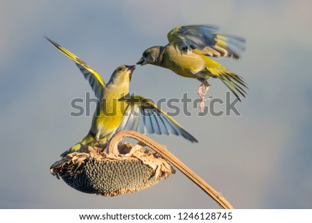 European greenfinch in fight over sunflower (Chloris chloris)