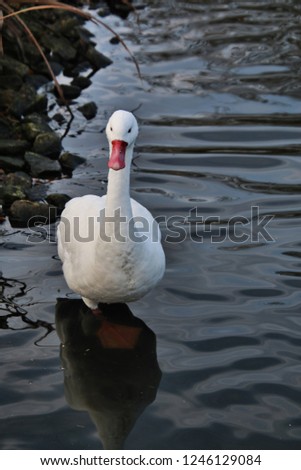 A picture of a Coscoroba Swan