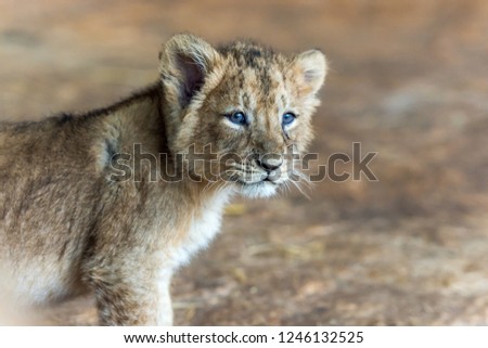 Lion cub on blur background