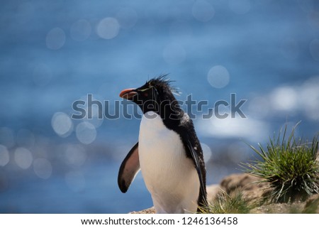 Rockhopper penguin isolated against a sparkling blue ocean water background standing on a rocky ledge in the Falkland Islands.