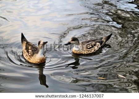A picture of 2 Marbled Teal Ducks